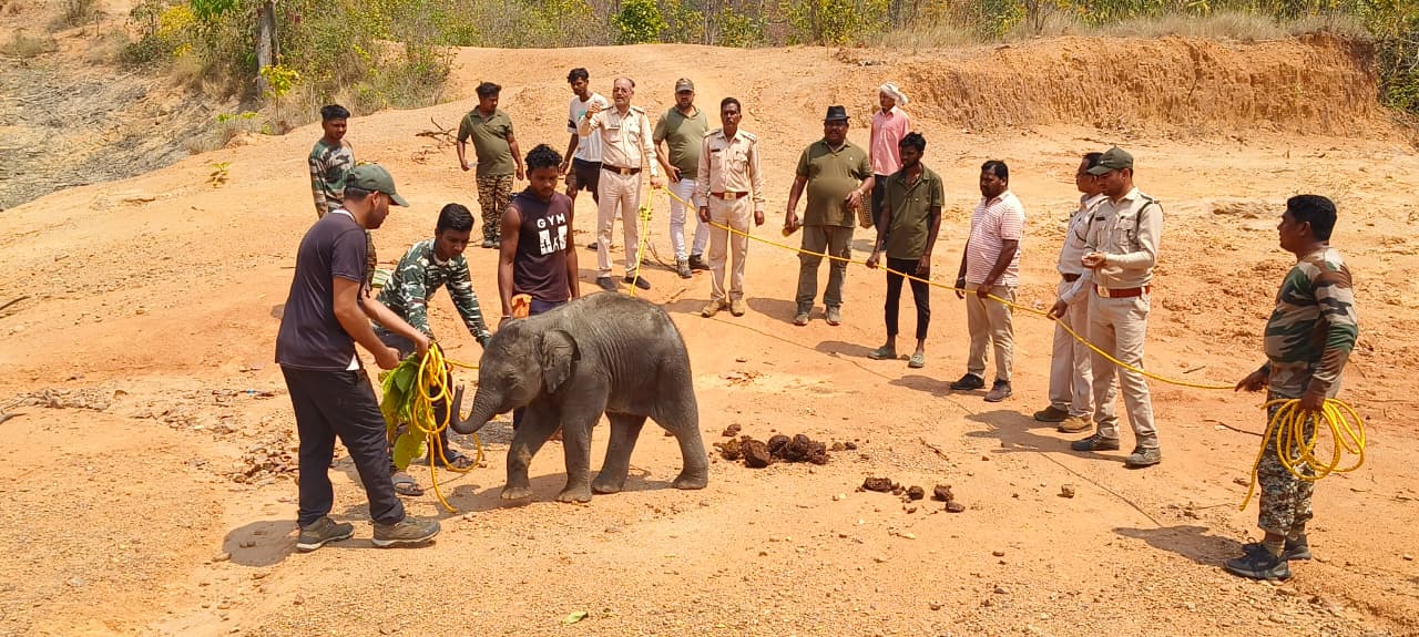 मानव-हाथी संघर्ष में कमी के लिए बिलासपुर वन मंडल की प्रभावी पहल।